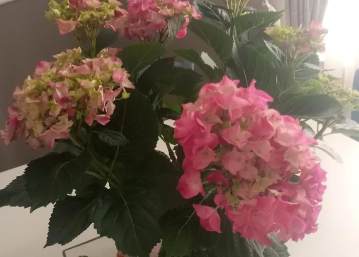 Apartment Three Free Trees
